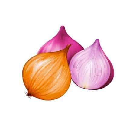 Onion - प्याज (Pyaaz)